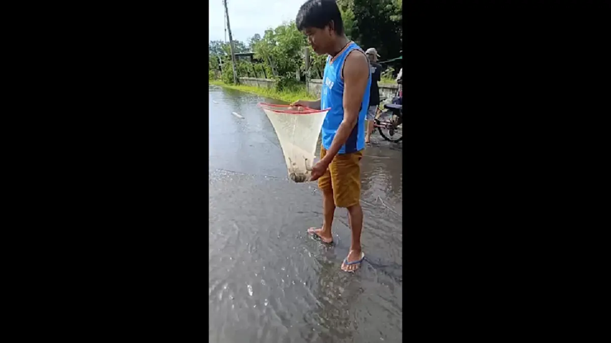 น้ำท่วมถนนสุรินทร์! ปลานับร้อยข้ามฝั่ง ชาวบ้านดักจับแบ่งกันกิน