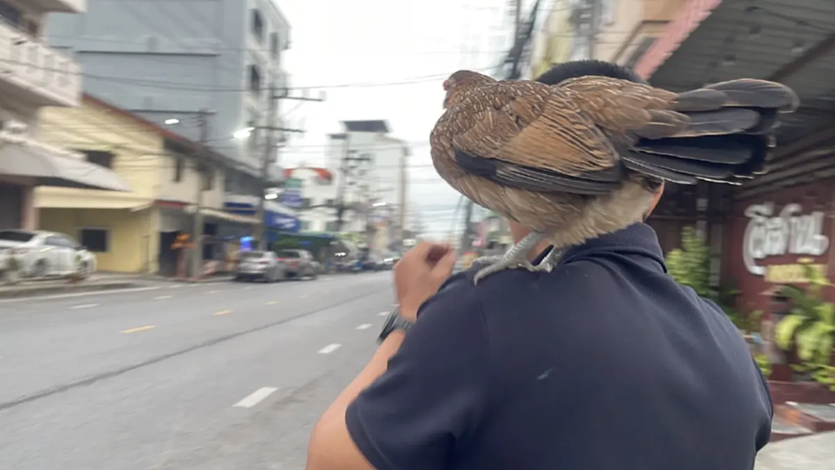 ไม่ธรรมดา! หนุ่มพาไก่ป่าเกาะไหล่ใส่บาตร เผยถึงจุดเริ่มต้น