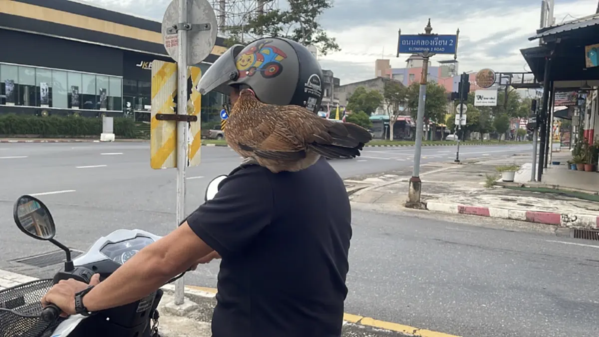 ไม่ธรรมดา! หนุ่มพาไก่ป่าเกาะไหล่ใส่บาตร เผยถึงจุดเริ่มต้น