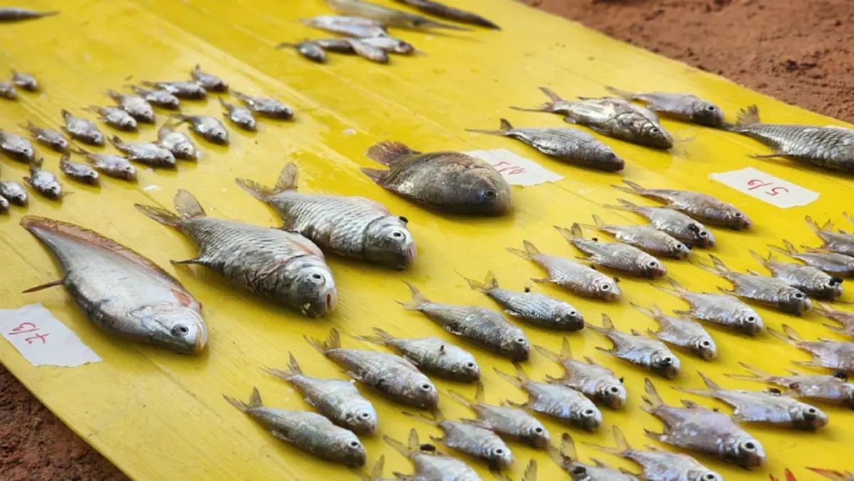 กาฬสินธุ์ตรวจเข้มเขื่อนลำปาว! ยังไม่พบปลาหมอคางดำระบาด