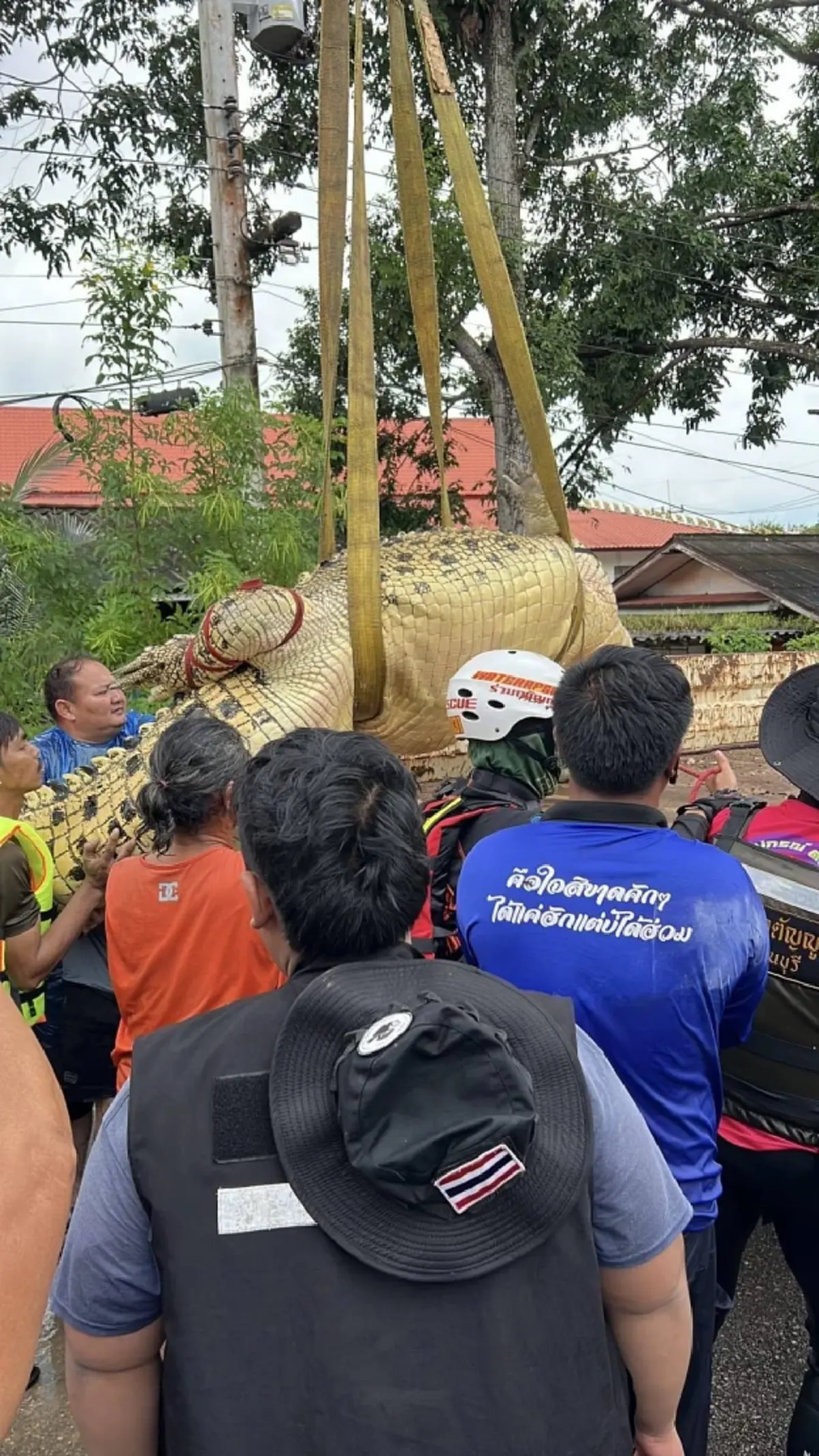 ระทึก! ขนย้าย "เจ้าเนื้อทอง" จระเข้หนักกว่า 400 กก. หนีน้ำท่วม