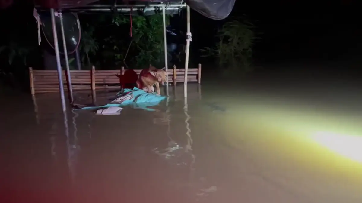 ไม่ทิ้งสักชีวิต! กู้ภัยลุยช่วยสุนัขติดเกาะกลางน้ำท่วมปราจีนฯ