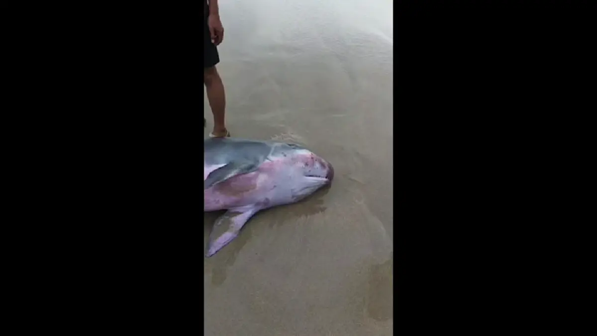 สุดยื้อ! วาฬหัวทุยเล็กบาดเจ็บเกยตื้นลันตา ดับสลด เร่งชันสูตร