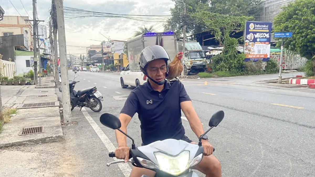 ไม่ธรรมดา! หนุ่มพาไก่ป่าเกาะไหล่ใส่บาตร เผยถึงจุดเริ่มต้น