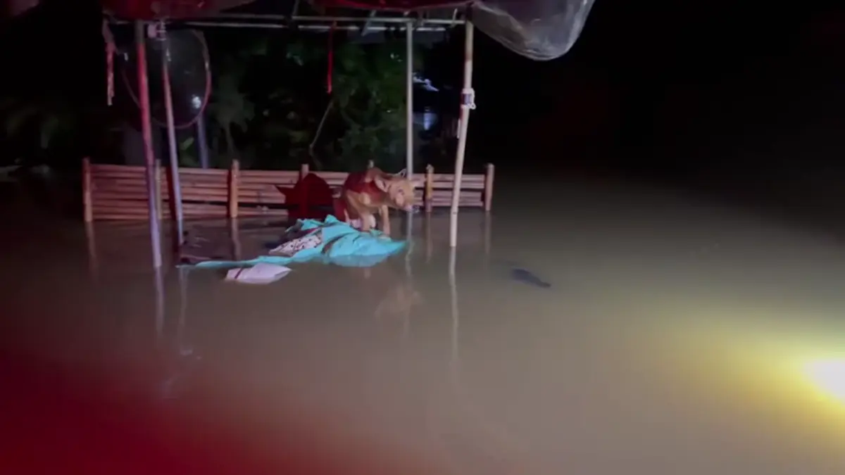 ไม่ทิ้งสักชีวิต! กู้ภัยลุยช่วยสุนัขติดเกาะกลางน้ำท่วมปราจีนฯ