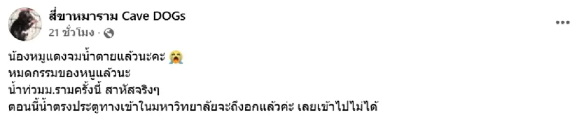 เพจดังแจ้งข่าวเศร้า น้องหมูแดง กลับดาวแล้ว หลังน้ำท่วม ม.ราม หนัก