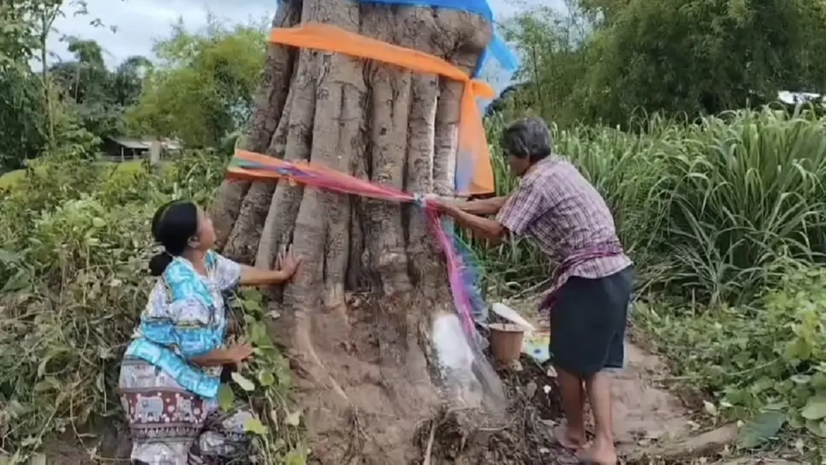 ฮือฮาทั้งหมู่บ้าน! ต้นลูกหยียักษ์ล้มแล้วลุกเอง ชาวบ้านแห่ขอเลข