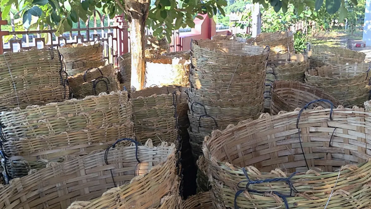 10 ล้านเม็ด! ซุกยาบ้าใต้เข่งไม้ไผ่ คนขับอ้างได้ค่าจ้างแค่ 8 พัน
