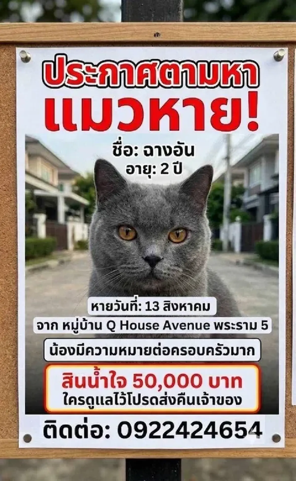 พบเห็นแจ้งด่วน! ตามหาแมว "ฉางอัน" หายพระราม 5 มีโรคประจำตัว