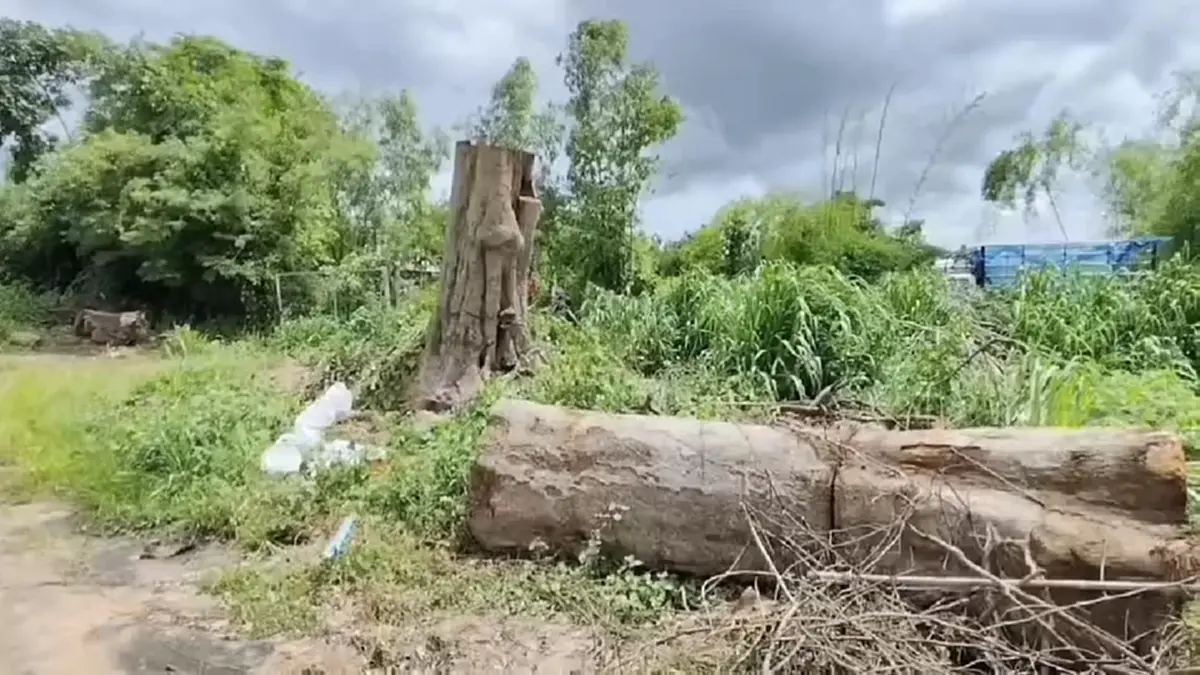 ฮือฮาทั้งหมู่บ้าน! ต้นลูกหยียักษ์ล้มแล้วลุกเอง ชาวบ้านแห่ขอเลข
