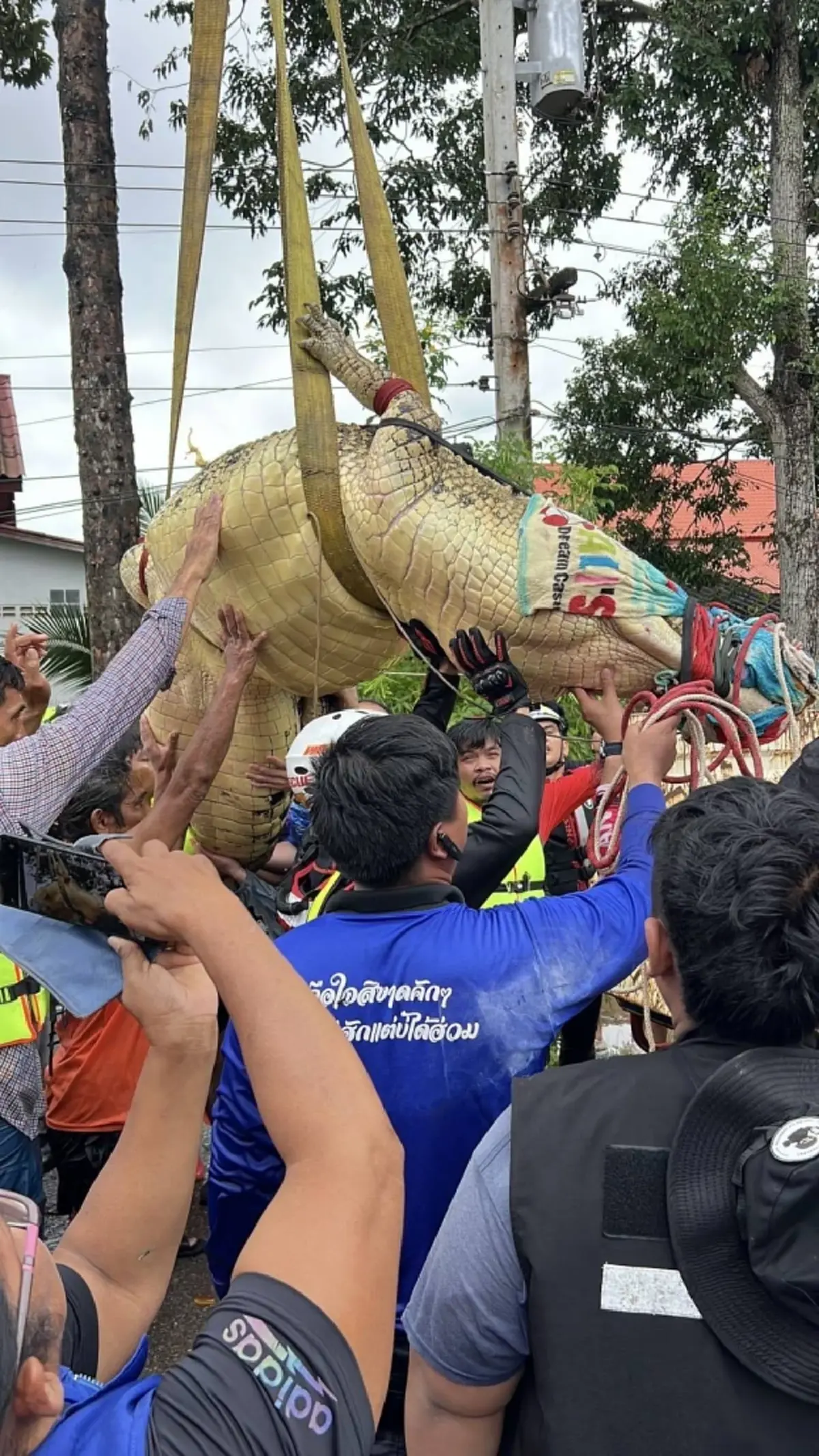 เร่งอพยพจระเข้ยักษ์วัดโพธิ์ทองหนัก 400 กิโลฯ หนีน้ำท่วม