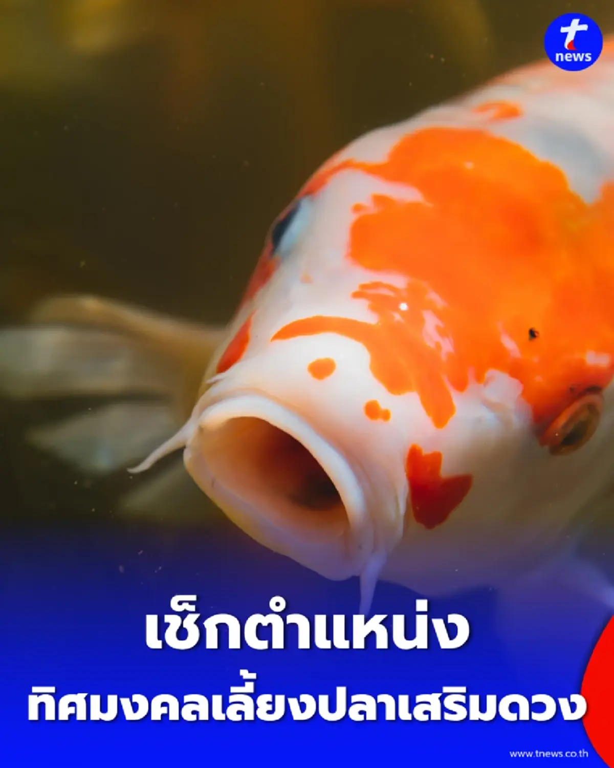 เช็กตำแหน่งมงคล ทิศทางตั้งบ่อปลาคาร์ฟในบ้าน เสริมดวงการเงินและโชคลาภ