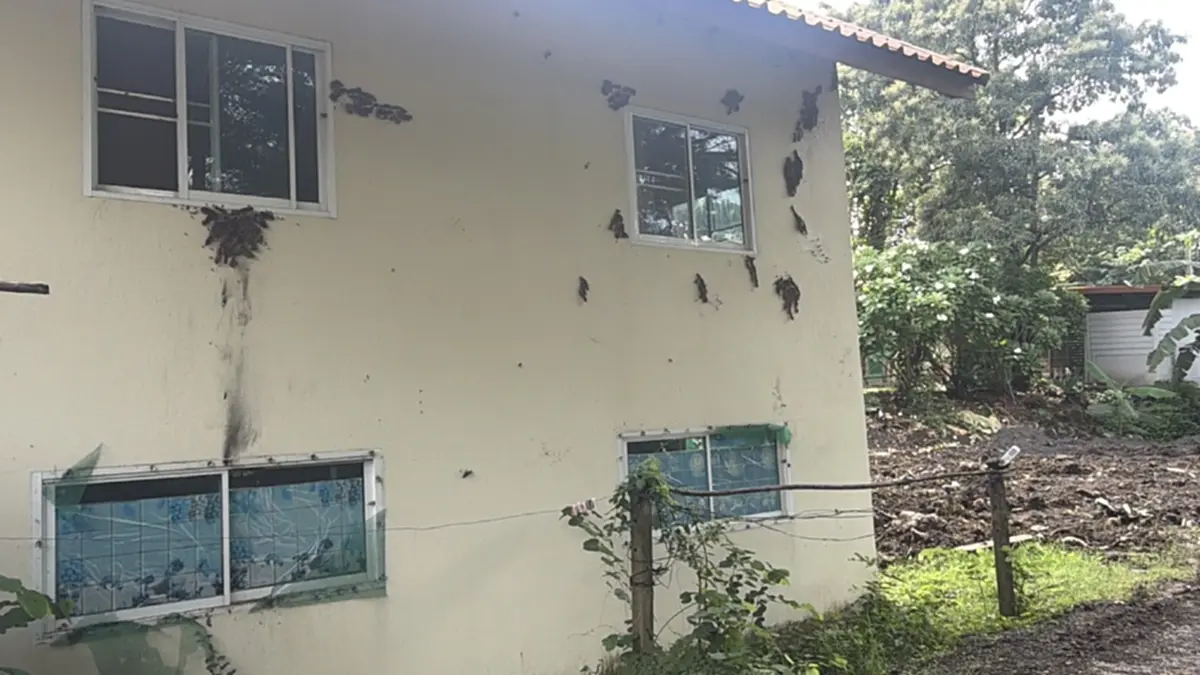 ผวายกวัด! เจ้าอาวาสวอนช่วยเอาแตน 100 รังออก หลังยึดโรงครัว-เมรุ