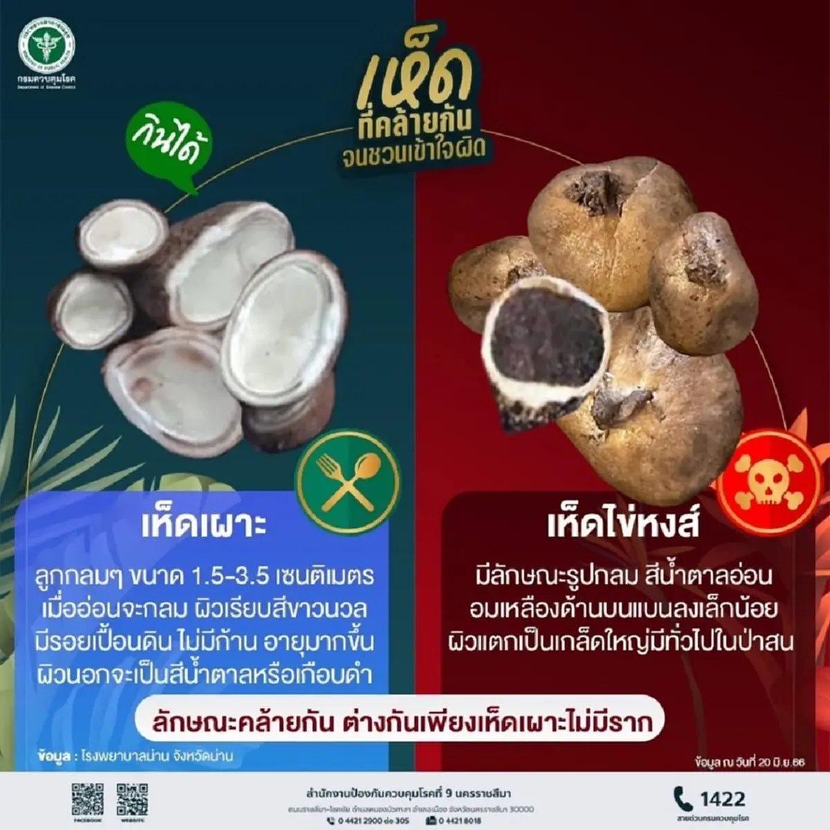 เตือนภัยเห็ดพิษ! อีสานใต้ป่วยทะลุ 335 ราย ชัยภูมิหนักสุด