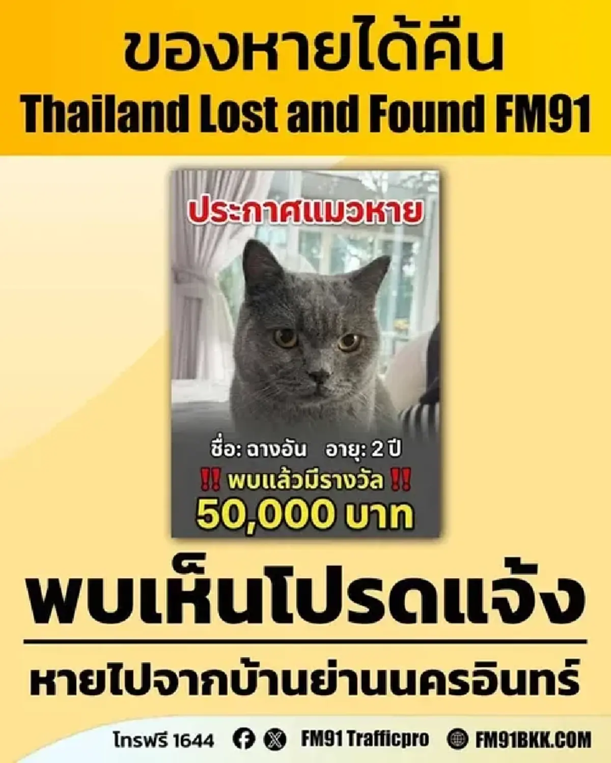 พบเห็นแจ้งด่วน! ตามหาแมว "ฉางอัน" หายพระราม 5 มีโรคประจำตัว