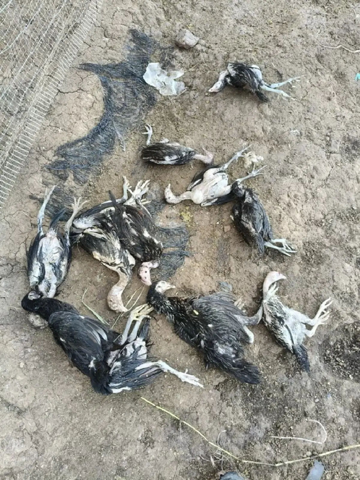สูญหลายแสน! หมาบุกกัดไก่ชนดับยกเล้า เจ้าของร้องสื่อ