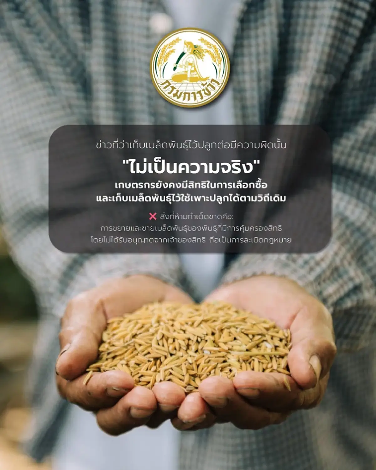 กรมการข้าว ชี้แจง เก็บเมล็ดพันธุ์ไว้ปลูกต่อผิดกฎหมาย ไม่เป็นจริง