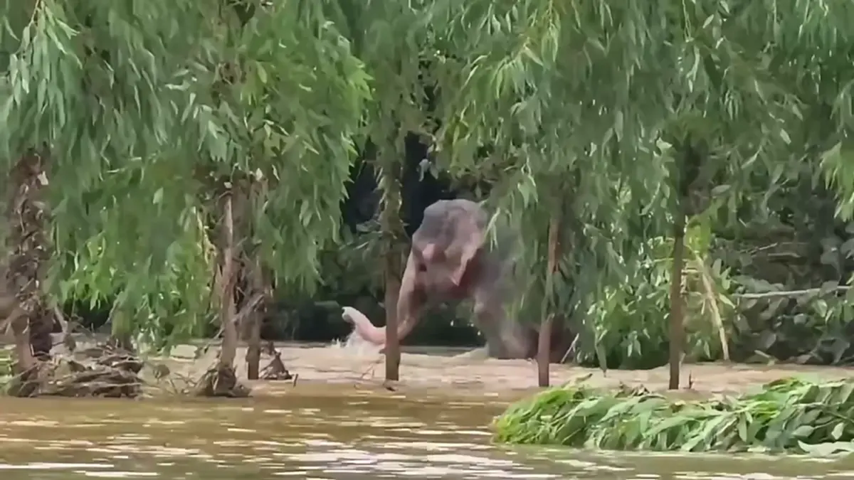 ผลักดันช้างป่าหนีน้ำท่วมสำเร็จ! ดีใจพบ "ชูใจ" ขาพิการแข็งแรง