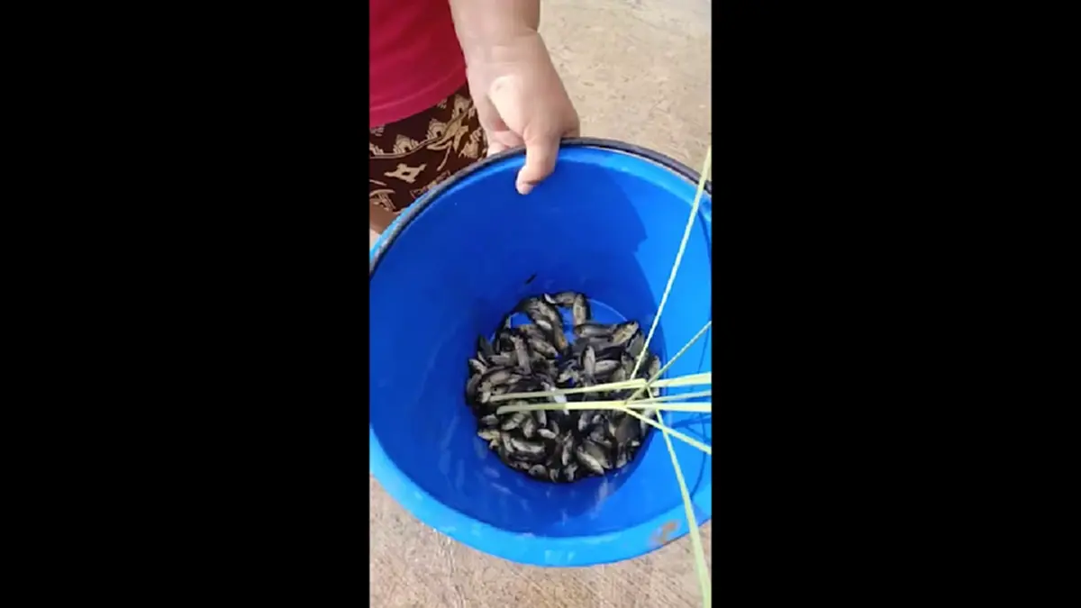 น้ำท่วมถนนสุรินทร์! ปลานับร้อยข้ามฝั่ง ชาวบ้านดักจับแบ่งกันกิน
