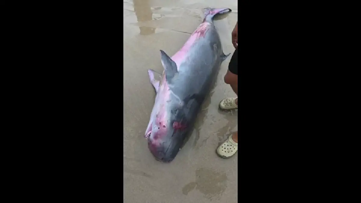 สุดยื้อ! วาฬหัวทุยเล็กบาดเจ็บเกยตื้นลันตา ดับสลด เร่งชันสูตร