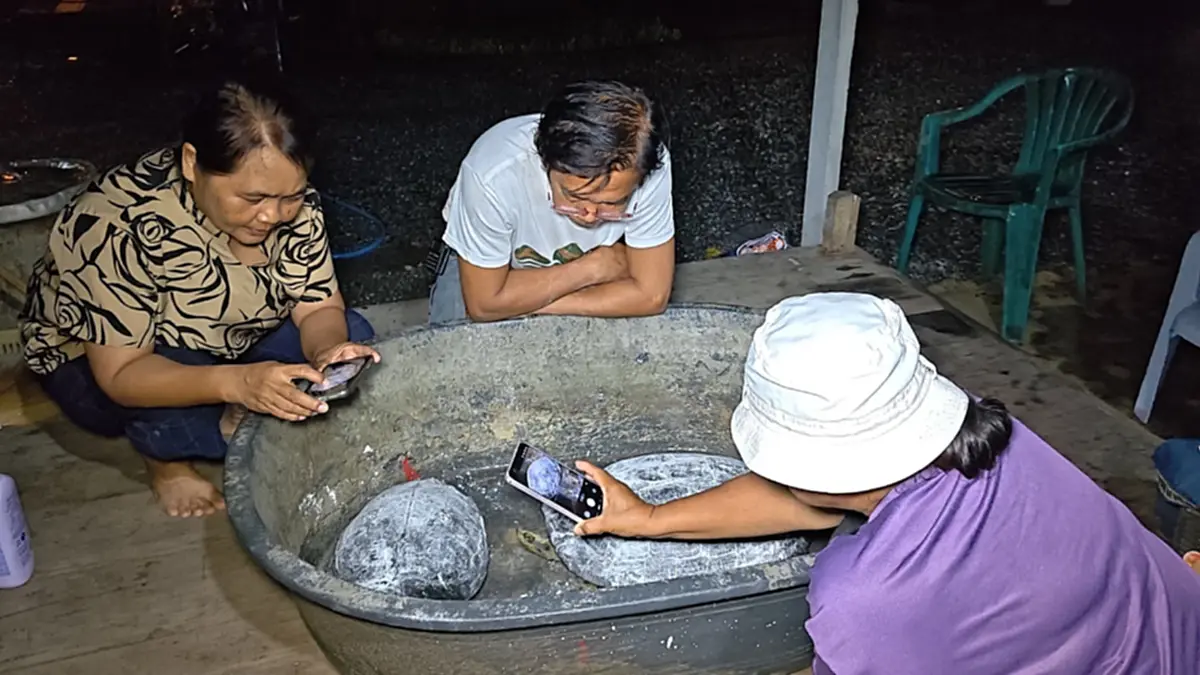 ชาวบ้านสุพรรณฯ พบเต่าคู่รักข้ามถนน แห่ส่องเลขเด็ดกระดอง