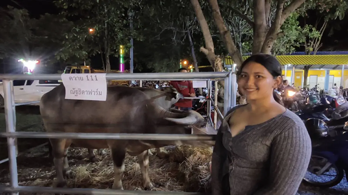 ทำบุญ 100 ได้ควายตัวเป็นๆ! สาวอุทัยฯ ตักไข่มัจฉาเฮรับโชคใหญ่