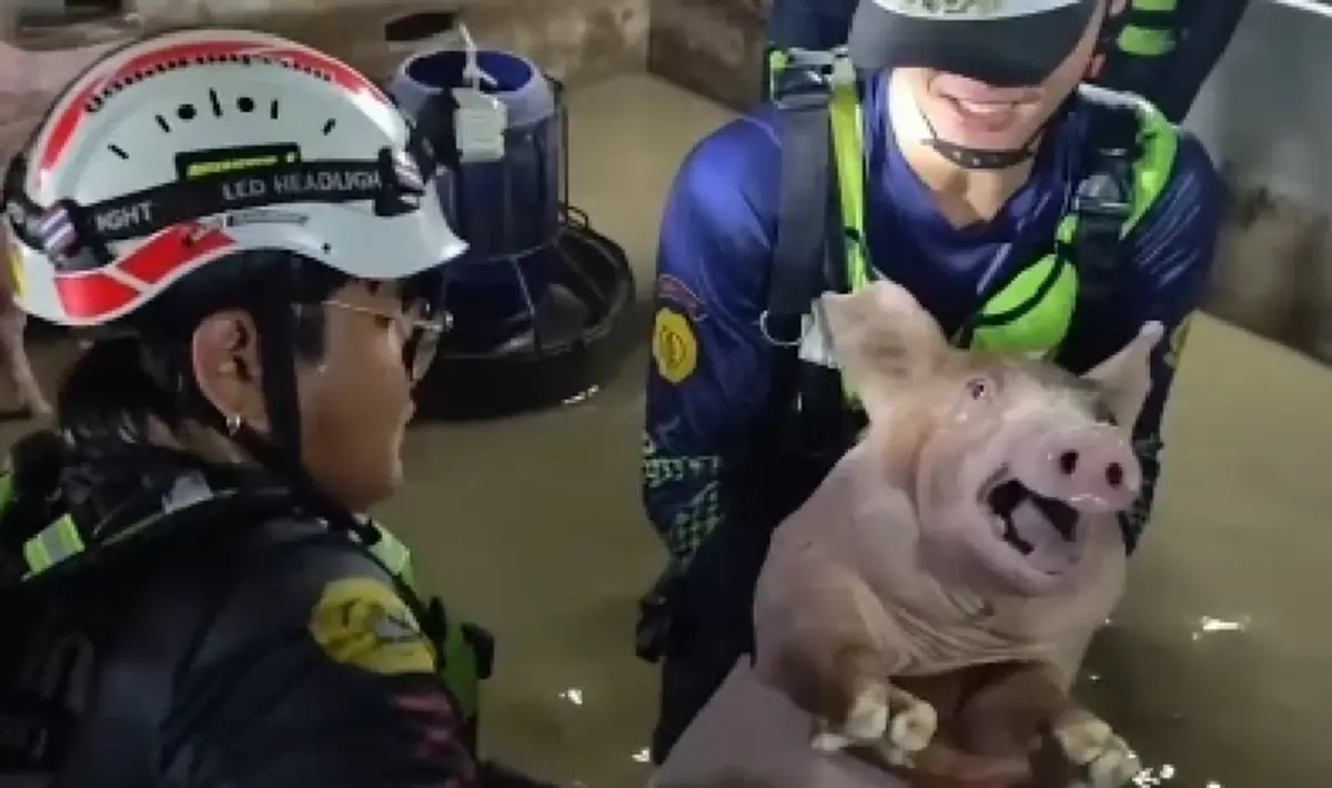 กู้ภัยระดมกำลังบุกช่วยหมู 40 ตัวจมน้ำ เร่งย้ายหนีน้ำท่วมทะลักคอก