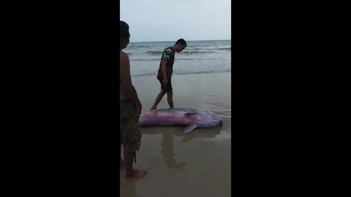 สุดยื้อ! วาฬหัวทุยเล็กบาดเจ็บเกยตื้นลันตา ดับสลด เร่งชันสูตร