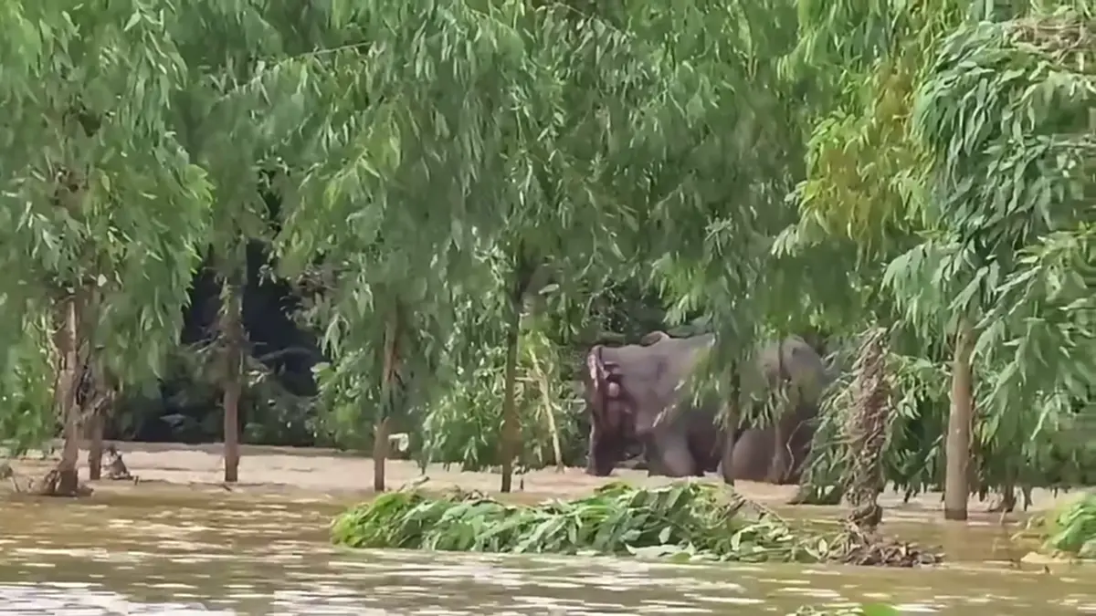 ผลักดันช้างป่าหนีน้ำท่วมสำเร็จ! ดีใจพบ "ชูใจ" ขาพิการแข็งแรง
