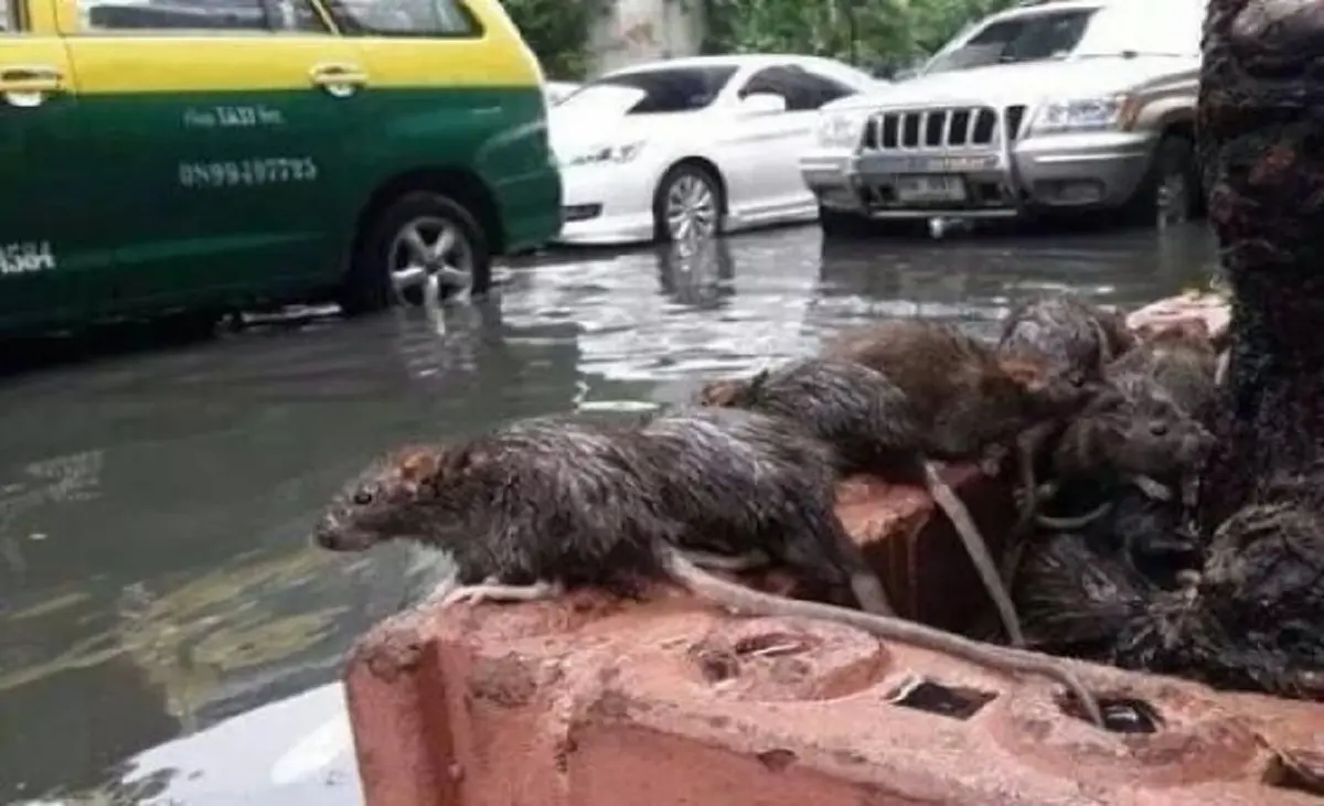 เตือนด่วนหลังน้ำลด ระวัง "โรคฉี่หนู" เสี่ยงติดเชื้อถึงชีวิต!