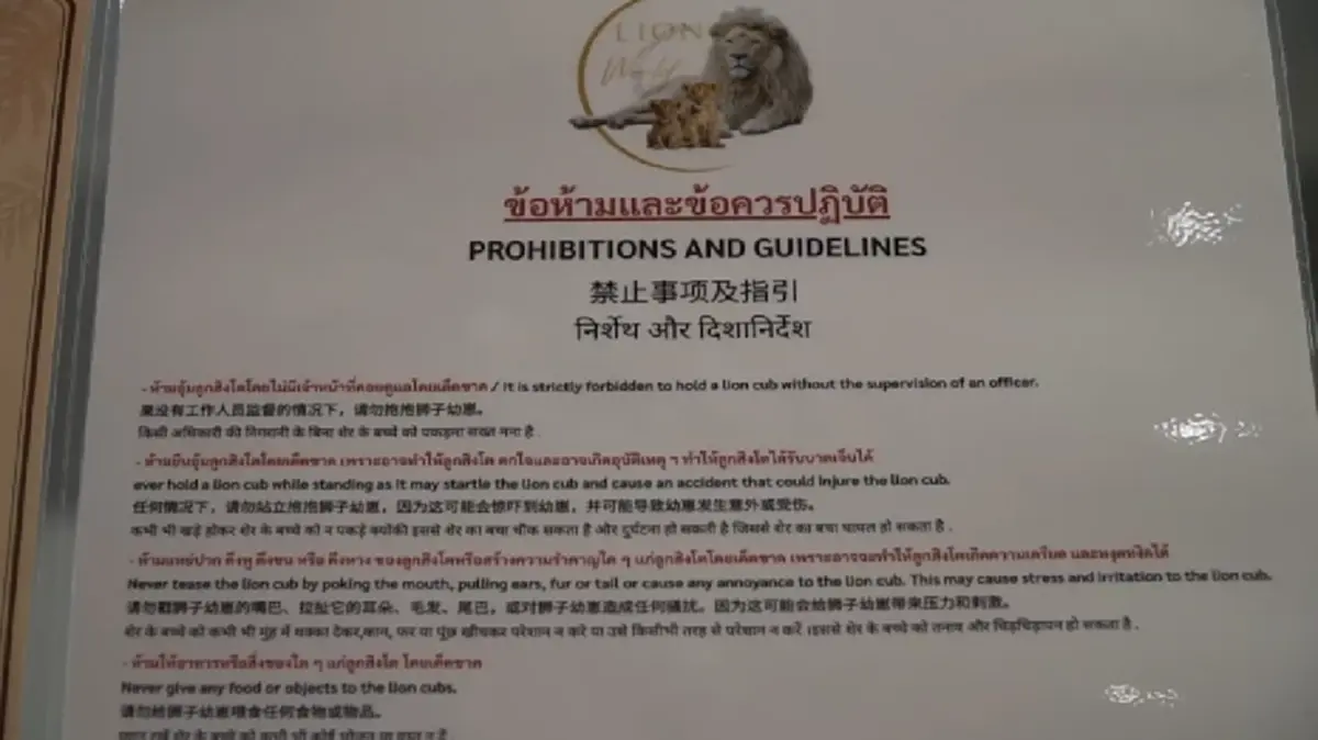 คาเฟ่เชียงใหม่แจง สื่อจีนลงข่าวคลาดเคลื่อนปมสิงโตงับ