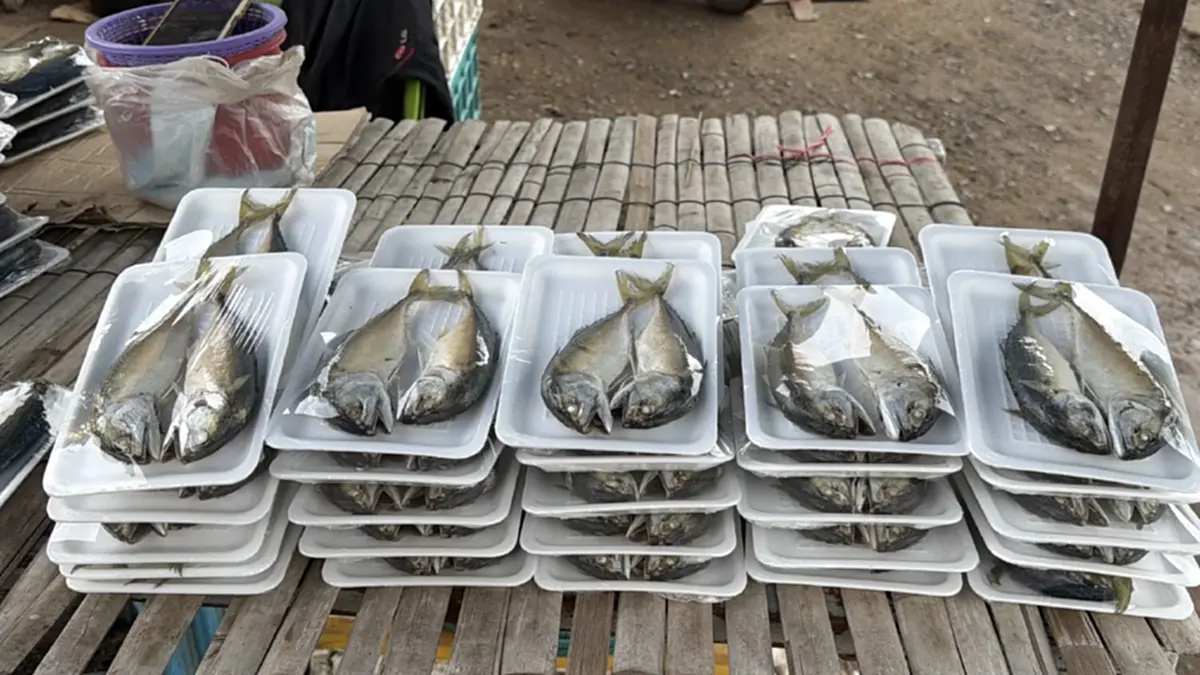 ปลาทูโคราชต้นทุนพุ่ง 3 เท่า! แม่ค้าแก้เกมลดปลาในเข่งตรึงราคา