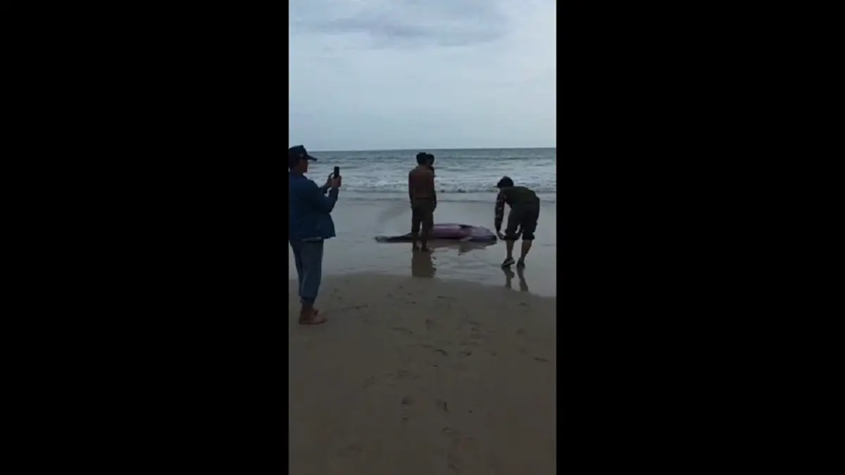 สุดยื้อ! วาฬหัวทุยเล็กบาดเจ็บเกยตื้นลันตา ดับสลด เร่งชันสูตร