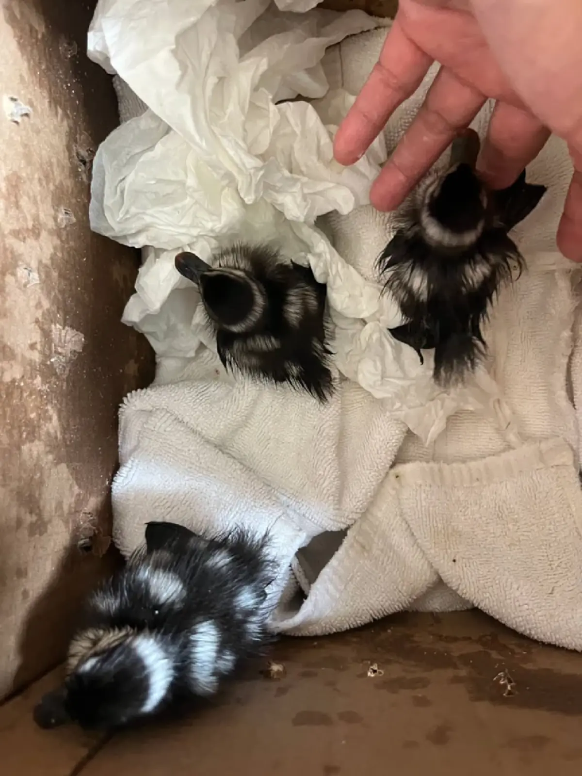 3 ชีวิตตัวจิ๋ว ลูกเป็ดแดง พลัดหลง ล่าสุดปลอดภัยแล้วนะเด็กๆ