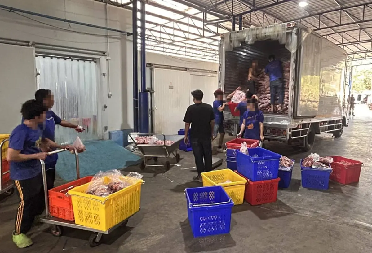 สะเทือนวงการโค สารเร่งเนื้อแดง เจอเต็มๆ 967 ตัว สะพัด 80 ล้าน  