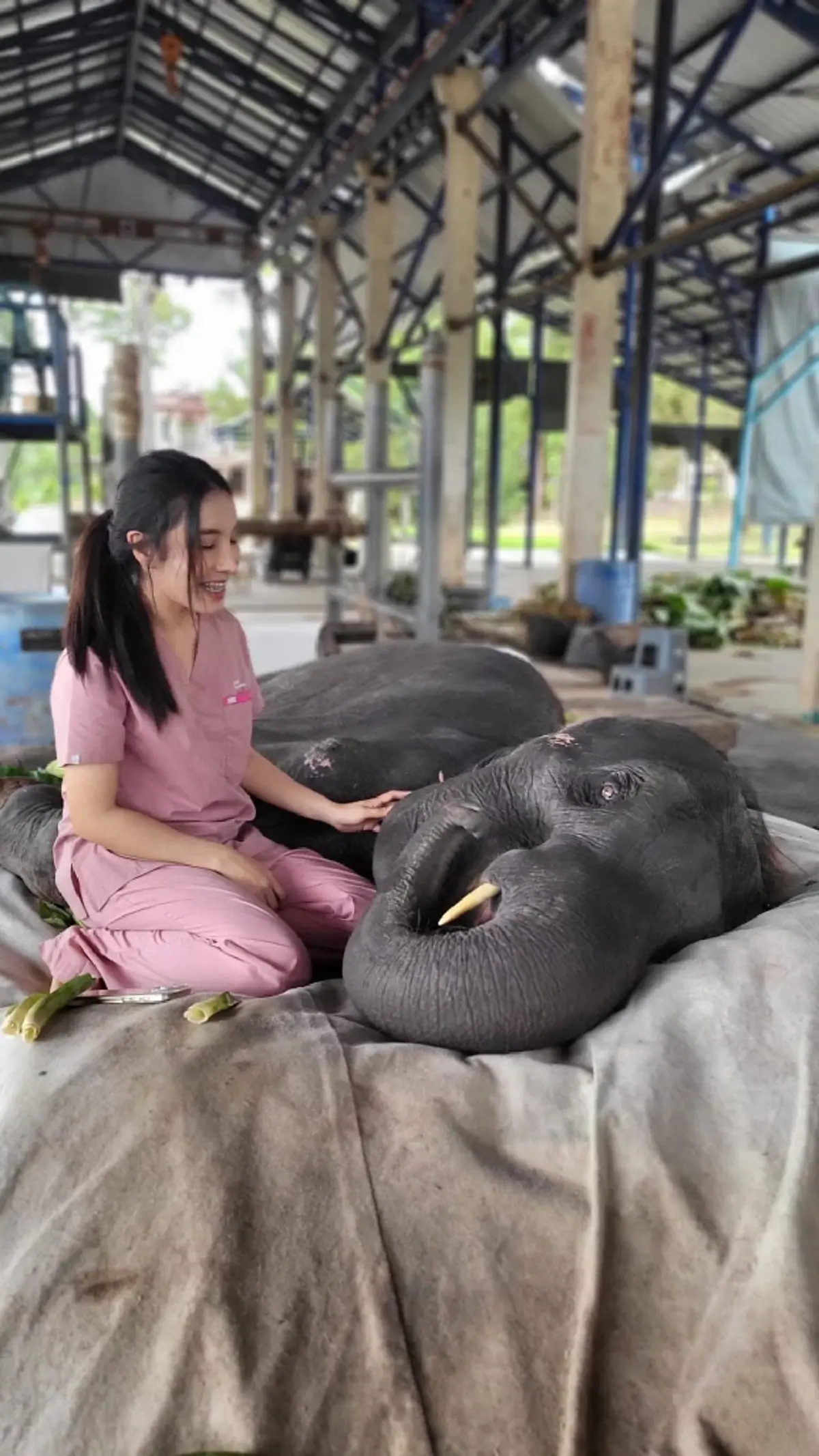หมอโบว์ใจสลาย ส่ง เจ้าบัว เดินทางไกล ย้อนความผูกพัน 5 ปี