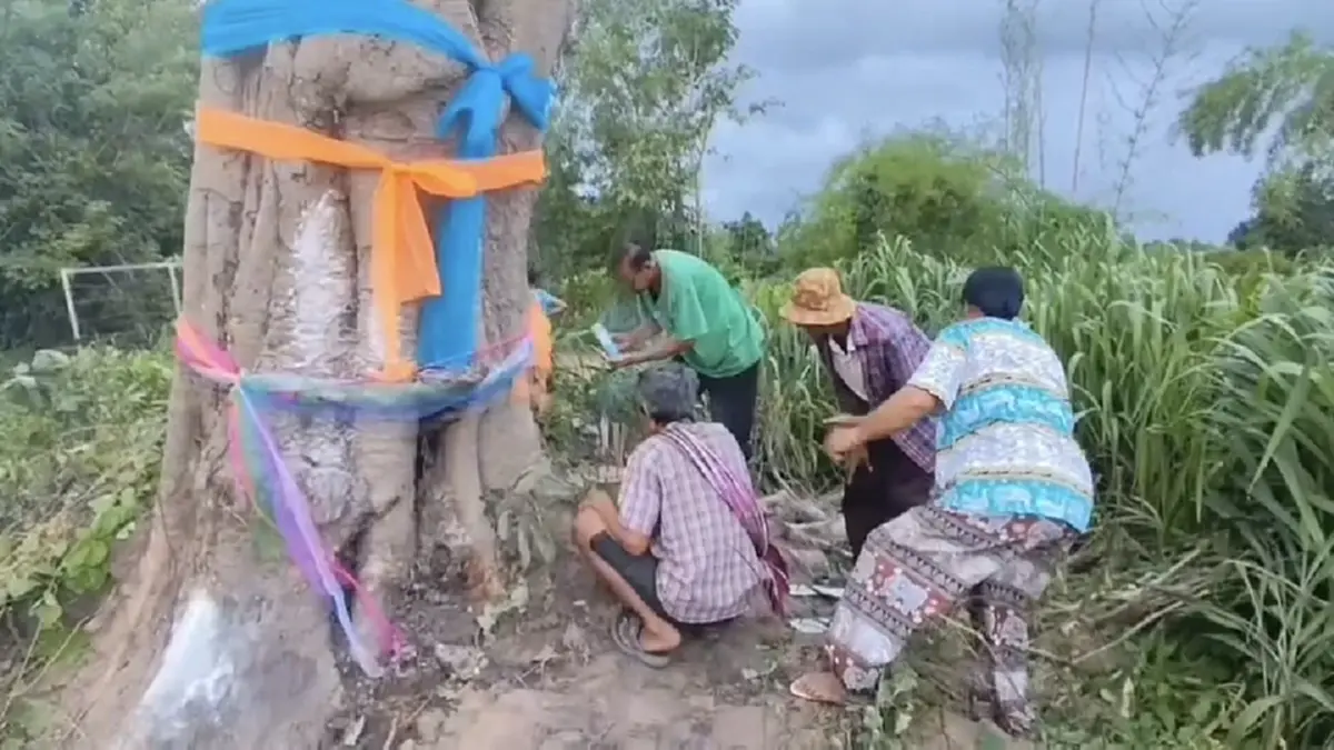 ฮือฮาทั้งหมู่บ้าน! ต้นลูกหยียักษ์ล้มแล้วลุกเอง ชาวบ้านแห่ขอเลข