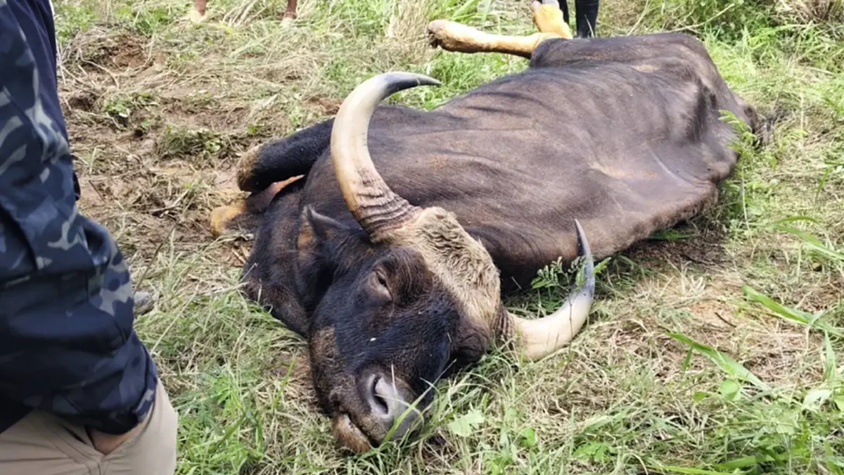 ผลชันสูตรกระทิงทับลานคาดป่วยเรื้อรังก่อนดับ