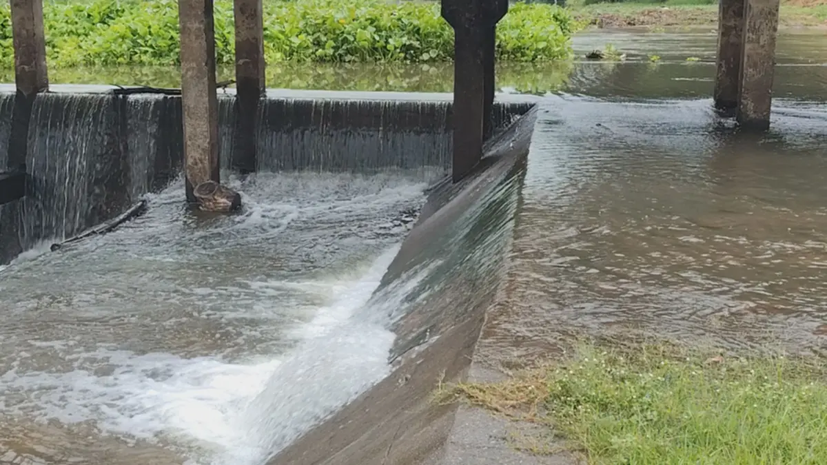เขื่อนพิมายยกประตูคลองฝั่งซ้าย ระบายน้ำช่วยเกษตรกร 4 ตำบล