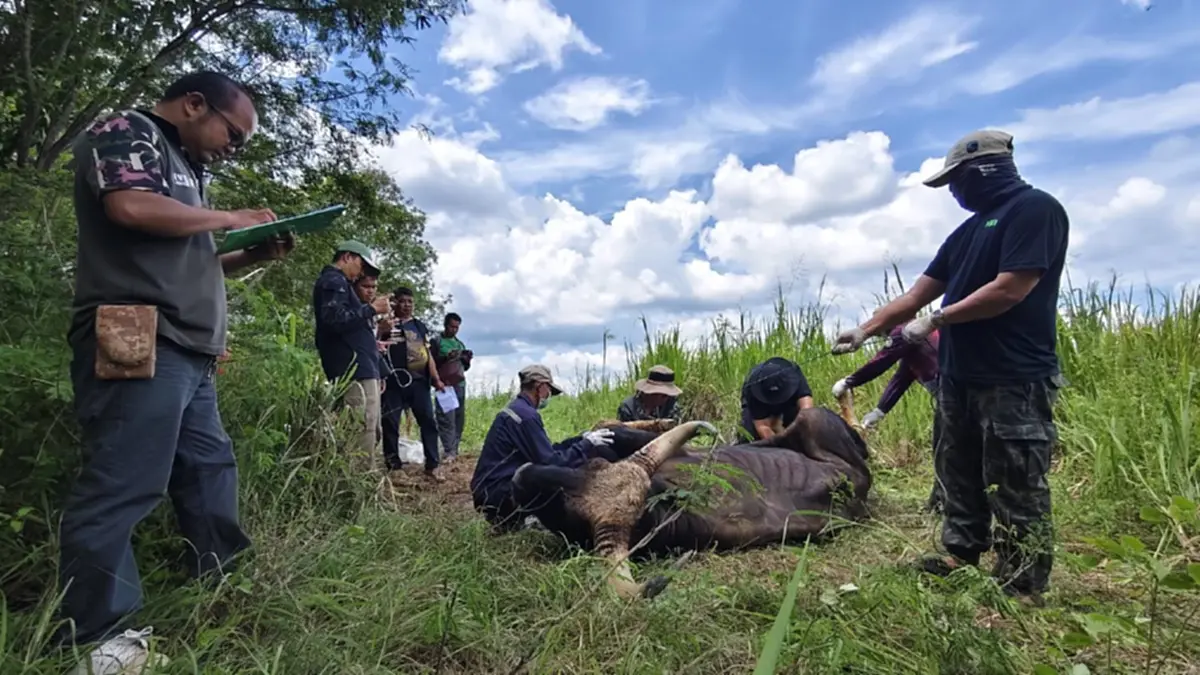 ผลชันสูตรกระทิงทับลานคาดป่วยเรื้อรังก่อนดับ