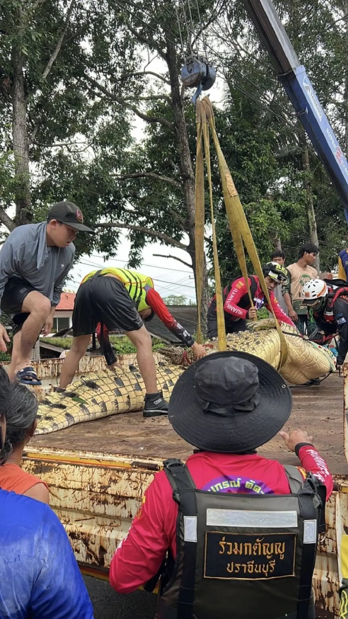 เร่งอพยพจระเข้ยักษ์วัดโพธิ์ทองหนัก 400 กิโลฯ หนีน้ำท่วม