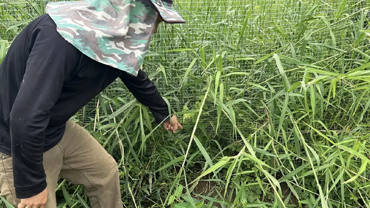 สูญหลายแสน! หมาบุกกัดไก่ชนดับยกเล้า เจ้าของร้องสื่อ