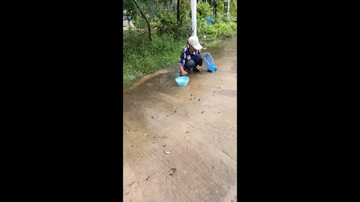 น้ำท่วมถนนสุรินทร์! ปลานับร้อยข้ามฝั่ง ชาวบ้านดักจับแบ่งกันกิน