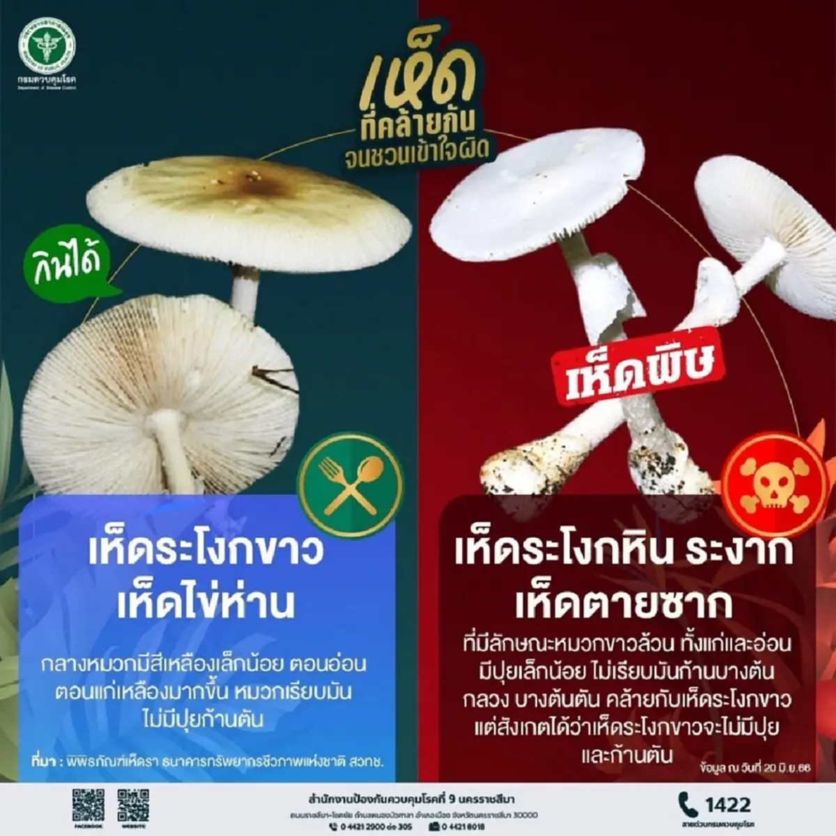 เตือนภัยเห็ดพิษ! อีสานใต้ป่วยทะลุ 335 ราย ชัยภูมิหนักสุด