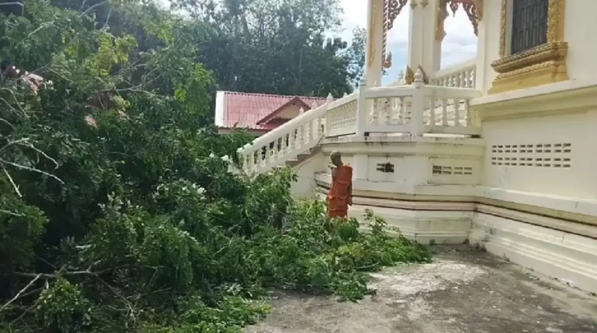 เฉียดเมรุหวุดหวิด! ไม้มงคลยักษ์ 50 ปี โค่นล้ม ปาฏิหาริย์ไร้รอยขีดข่วน 