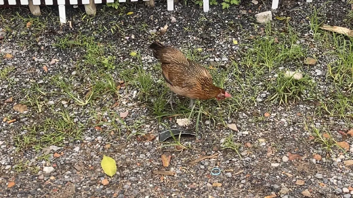 ไม่ธรรมดา! หนุ่มพาไก่ป่าเกาะไหล่ใส่บาตร เผยถึงจุดเริ่มต้น
