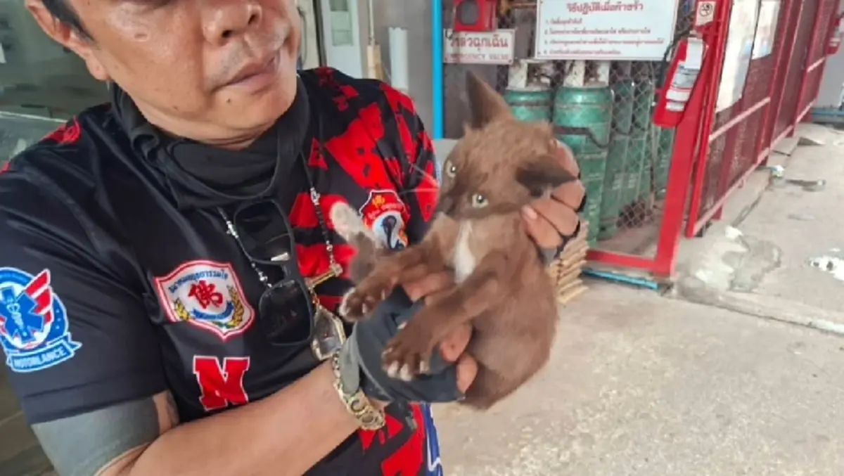 ลุ้นระทึกกลางสายฝน! กู้ภัยอยุธยาค้นหาลูกแมวติดตอม่อสะพาน 3 ชม.