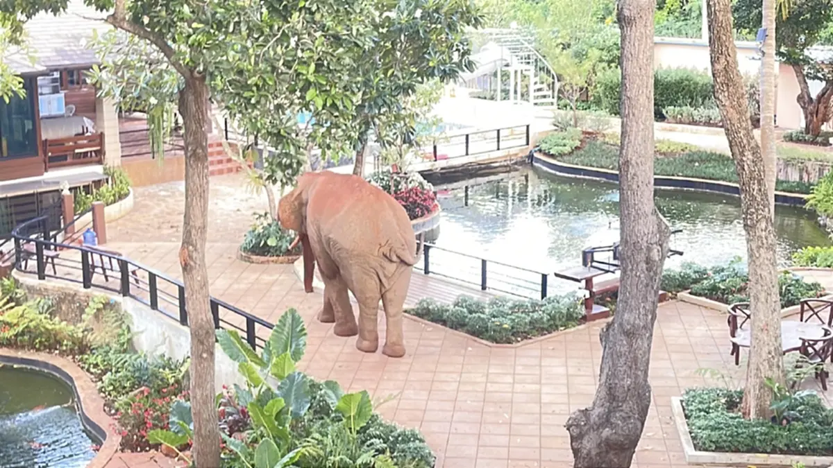น่ารักน่าเอ็นดู! “พลายแคระ” ย่องชมวิลล่าหรู เดินกลับป่าสงบ