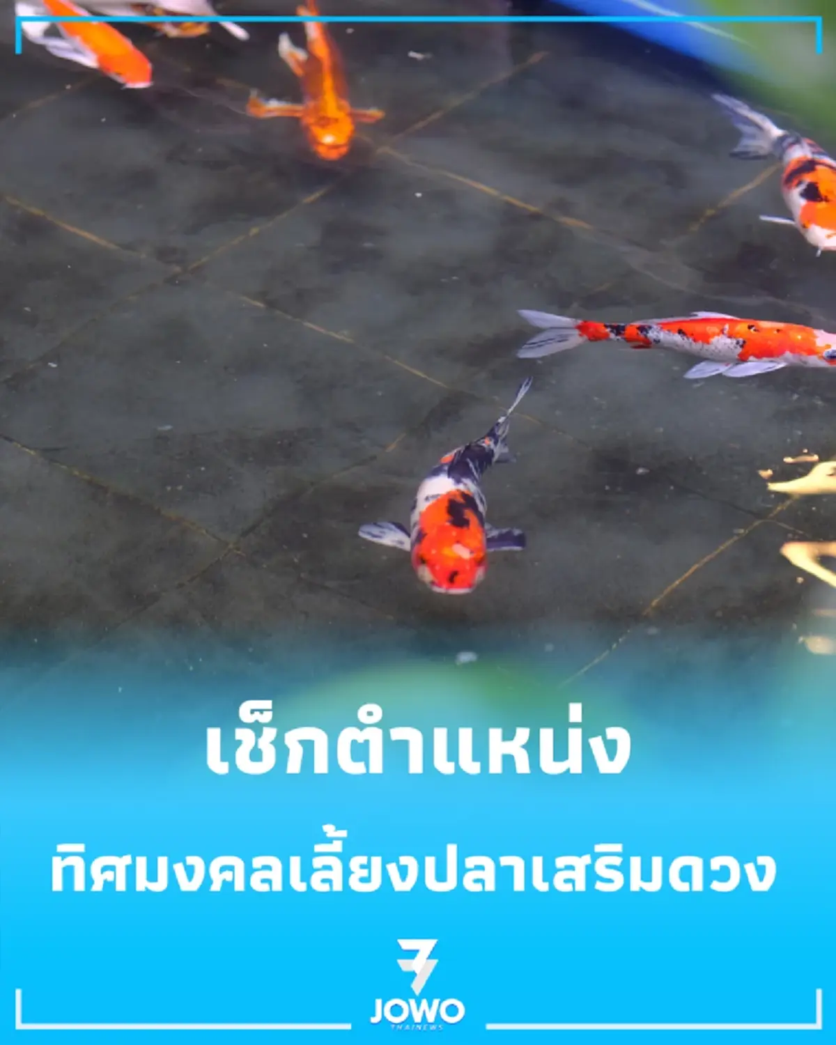 เช็กตำแหน่งมงคล ทิศทางตั้งบ่อปลาคาร์ฟในบ้าน เสริมดวงการเงินและโชคลาภ