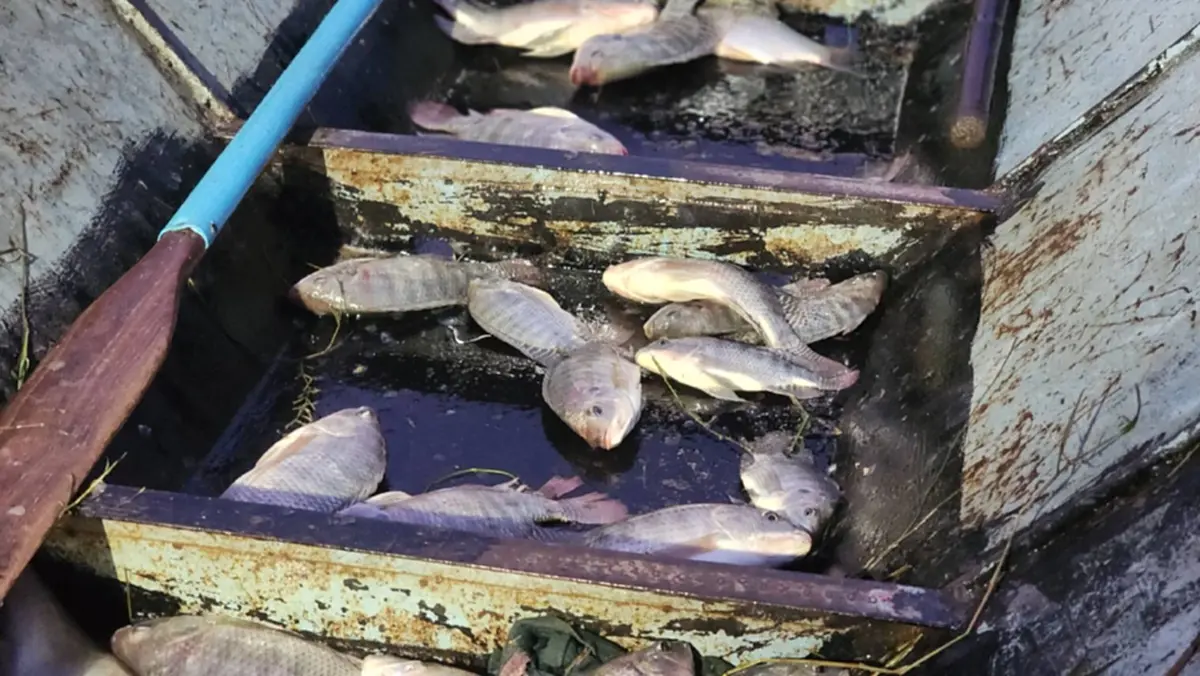 กาฬสินธุ์ตรวจเข้มเขื่อนลำปาว! ยังไม่พบปลาหมอคางดำระบาด